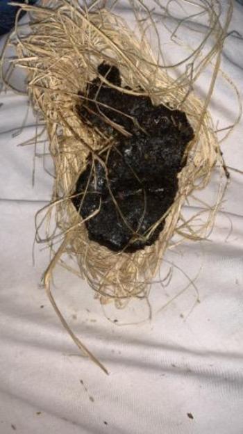 5109326792, transgender escort, Oakland